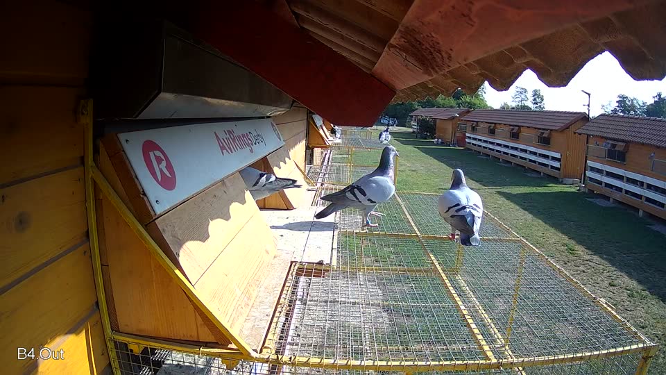 Pigeon Arrival Image For Race Race 1