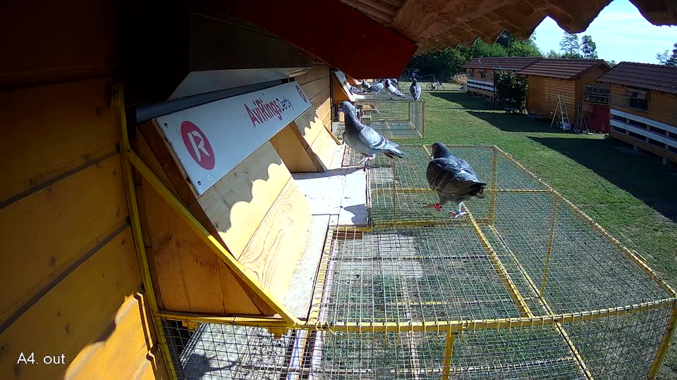 Pigeon Arrival Image For Race Race 2