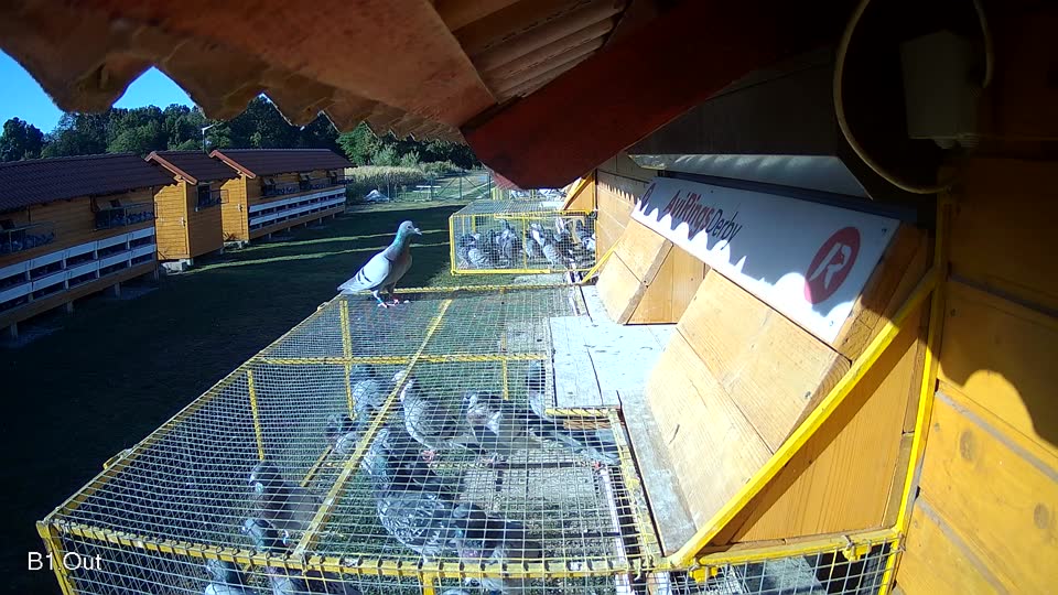 Pigeon Arrival Image For Race Race 3