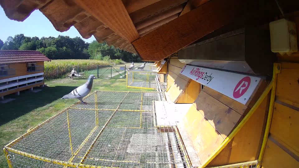 Pigeon Arrival Image For Race Race 2