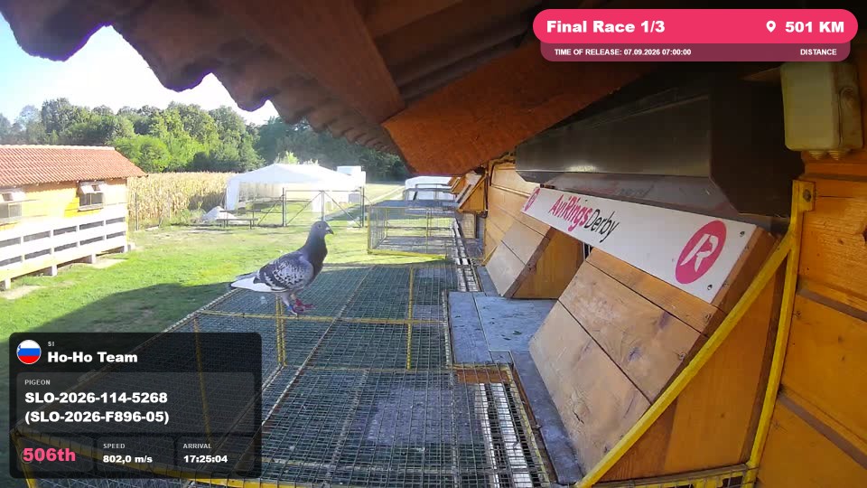 Pigeon Arrival Image For Race Final Race 1/3
