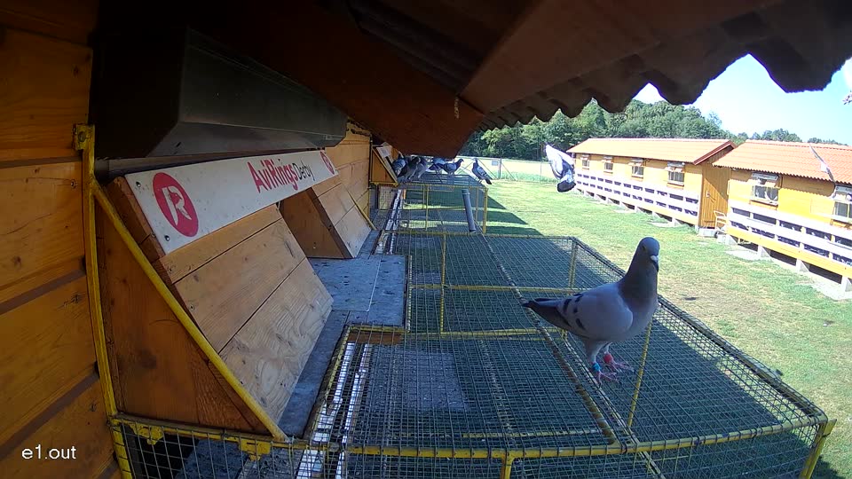 Pigeon Arrival Image For Race Race 2