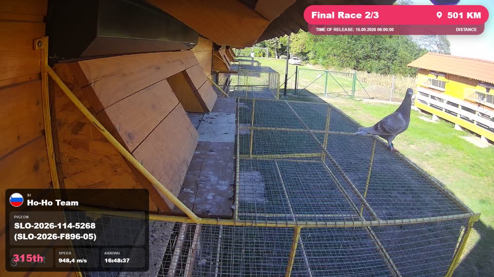 Pigeon Arrival Image For Race Final Race 2/3