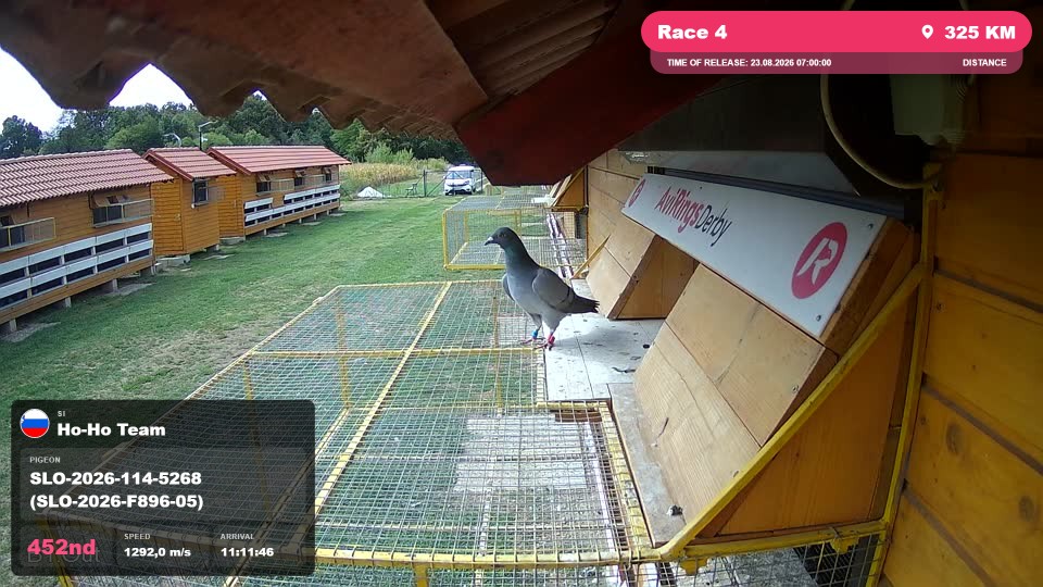 Pigeon Arrival Image For Race Race 4