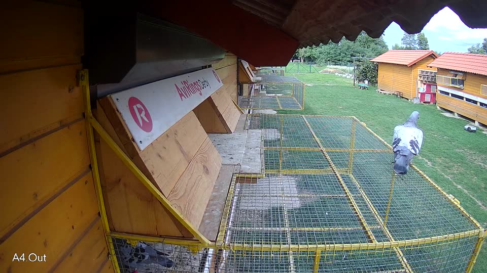 Pigeon Arrival Image For Race Final race 1