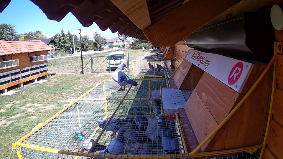 Pigeon Arrival Image For Race Race 5