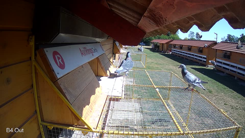 Pigeon Arrival Image For Race Race 3