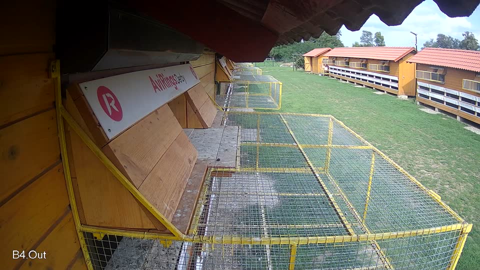 Pigeon Arrival Image For Race Race 6
