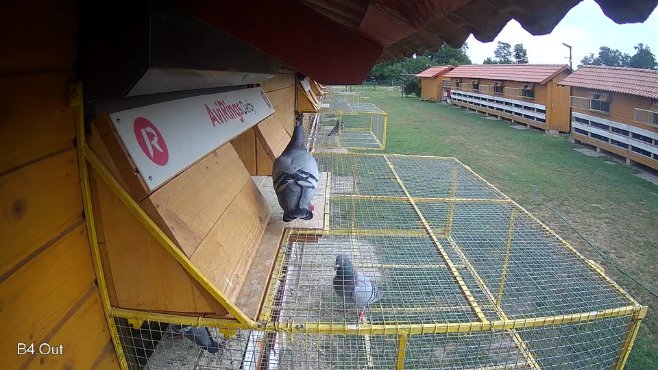 Pigeon Arrival Image For Race Race 3