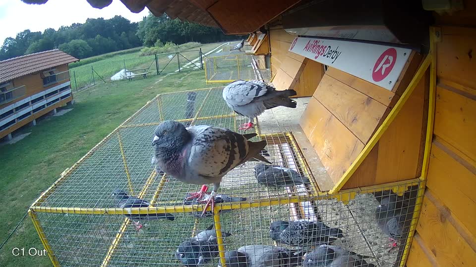 Pigeon Arrival Image For Race Race 4