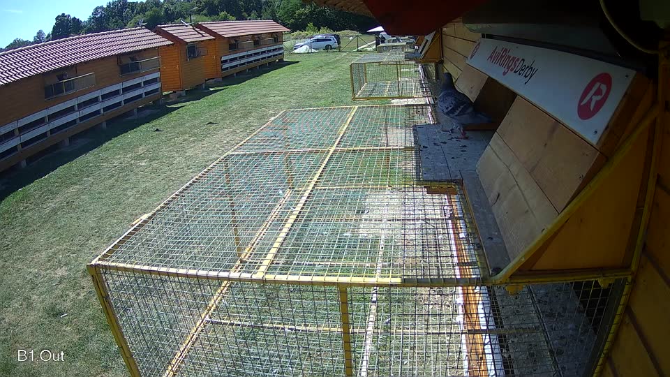 Pigeon Arrival Image For Race Race 5