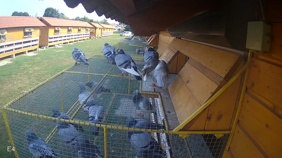 Pigeon Arrival Image For Race Race 4