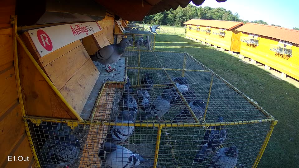 Pigeon Arrival Image For Race Race 5