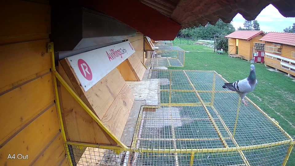 Pigeon Arrival Image For Race Final race 1