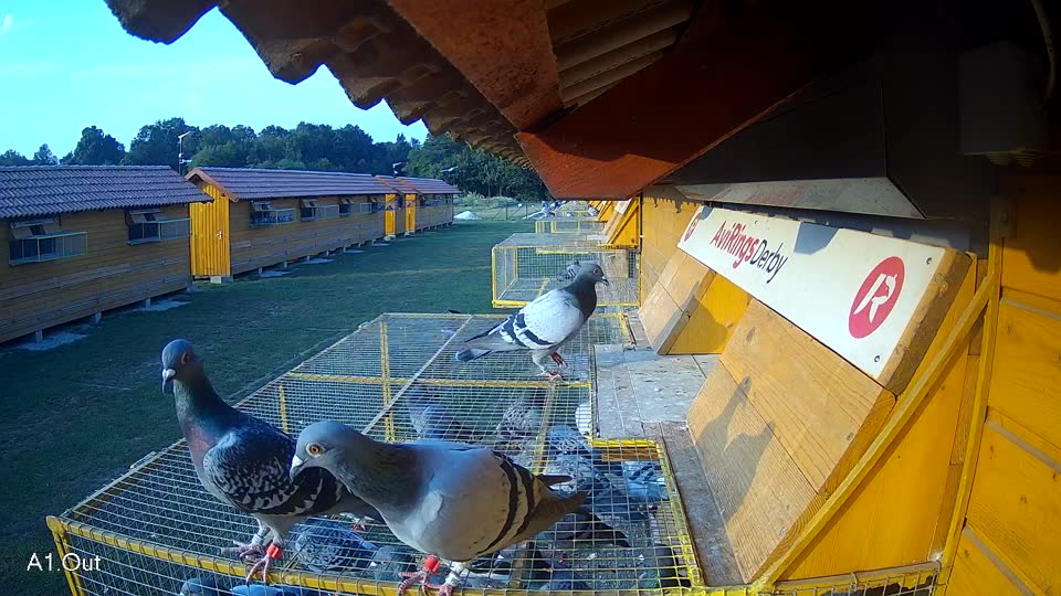 Pigeon Arrival Image For Race Race 4