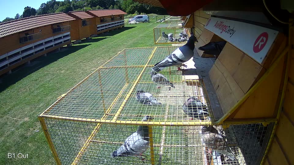 Pigeon Arrival Image For Race Race 2