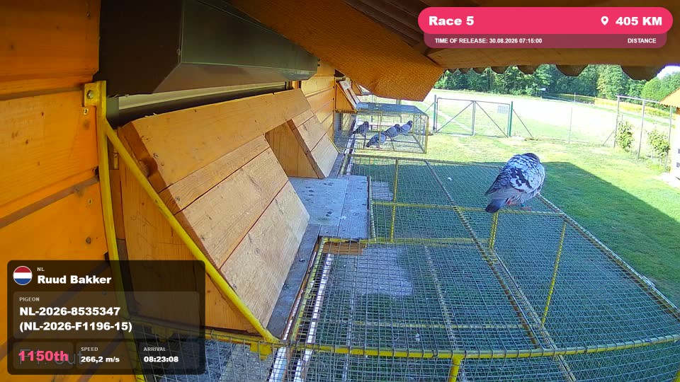 Pigeon Arrival Image For Race Race 5