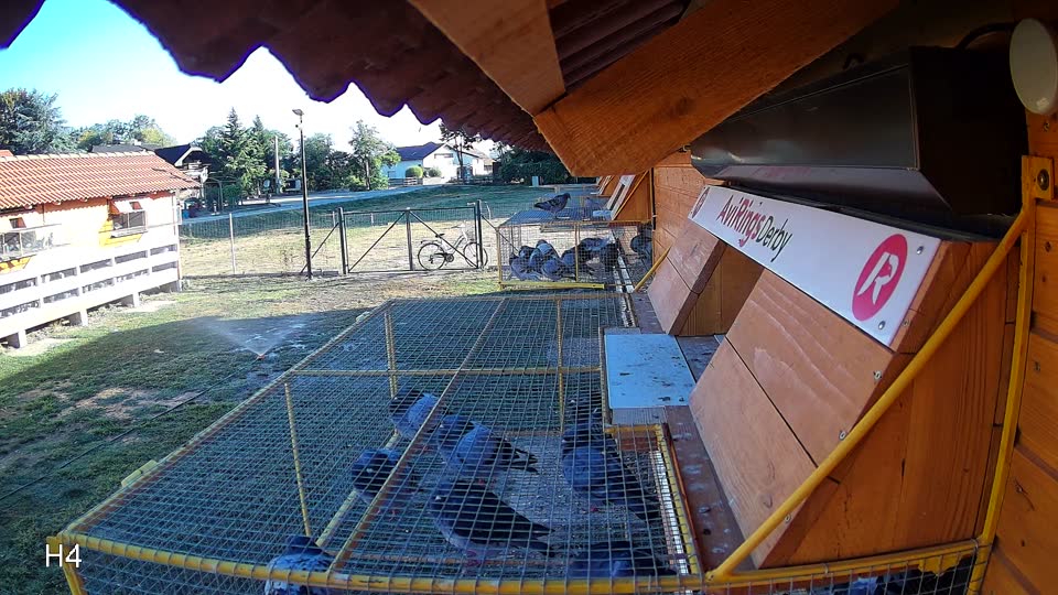 Pigeon Arrival Image For Race Race 3
