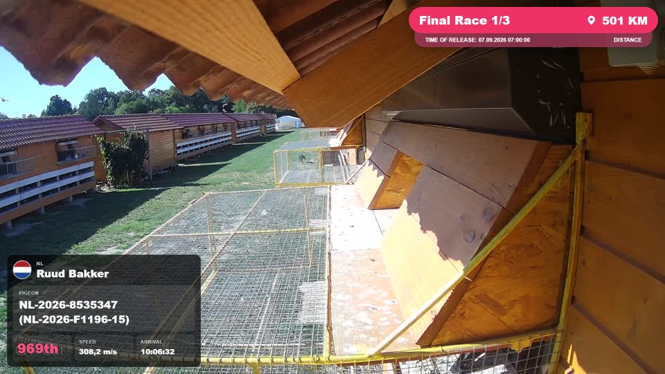 Pigeon Arrival Image For Race Final Race 1/3