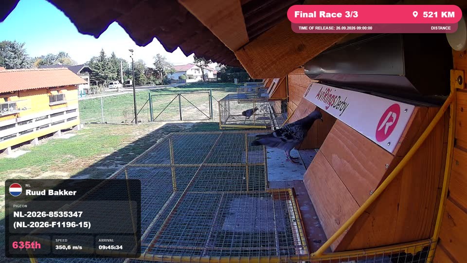 Pigeon Arrival Image For Race Final Race 3/3