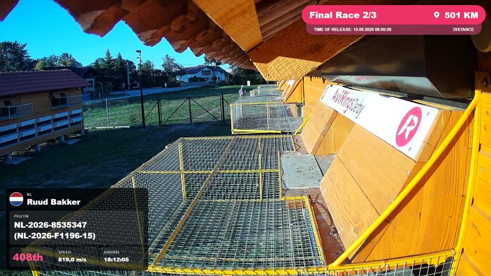 Pigeon Arrival Image For Race Final Race 2/3