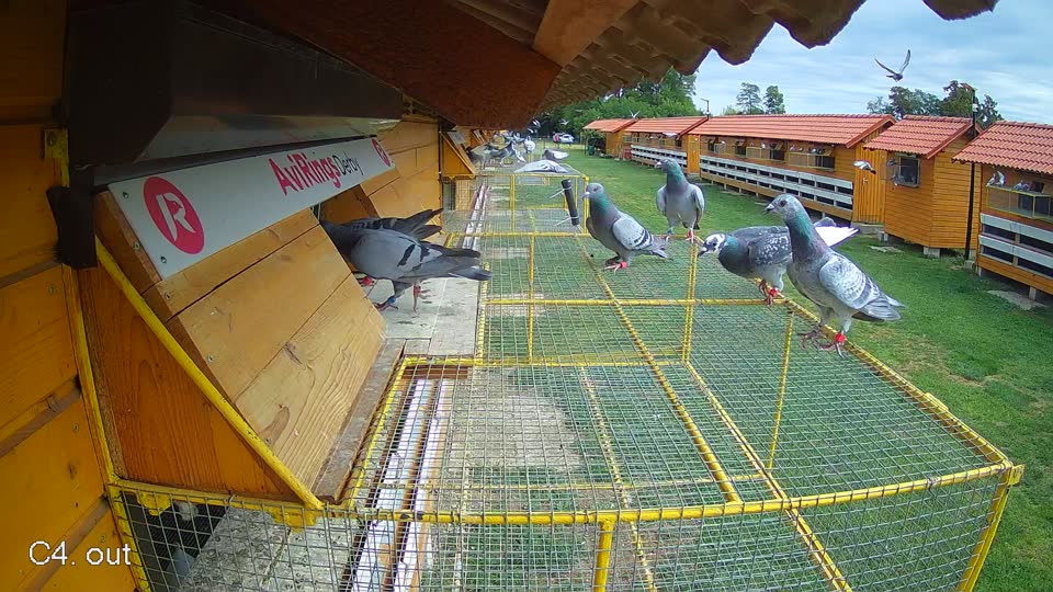 Pigeon Arrival Image For Race Race 4
