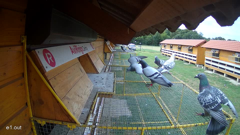 Pigeon Arrival Image For Race Race 4