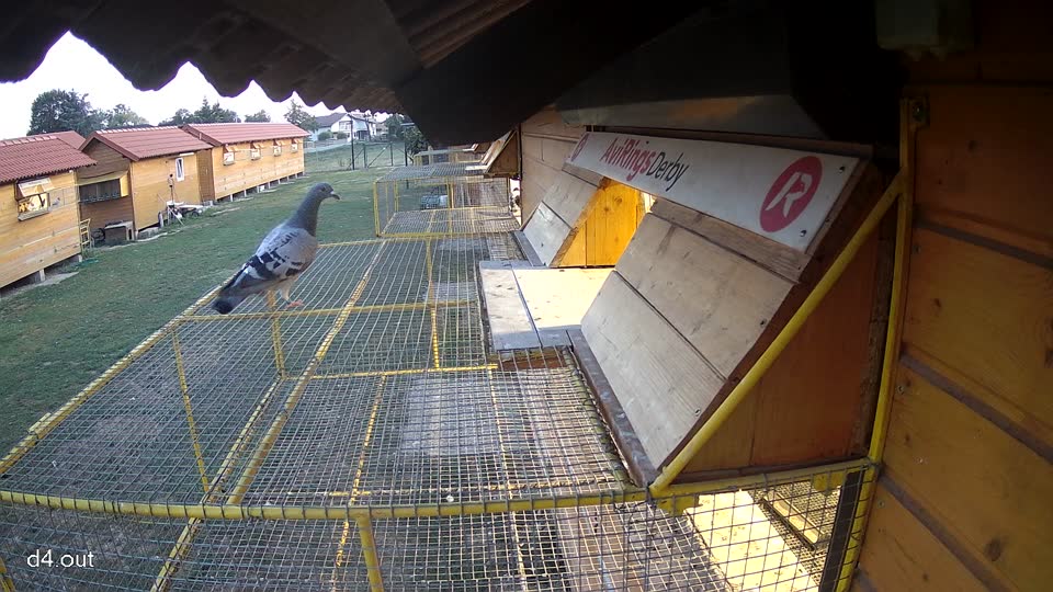 Pigeon Arrival Image For Race Race 5