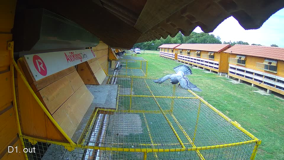 Pigeon Arrival Image For Race Race 4
