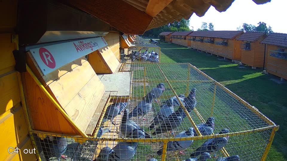 Pigeon Arrival Image For Race Race 1