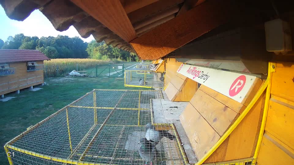 Pigeon Arrival Image For Race Race 5