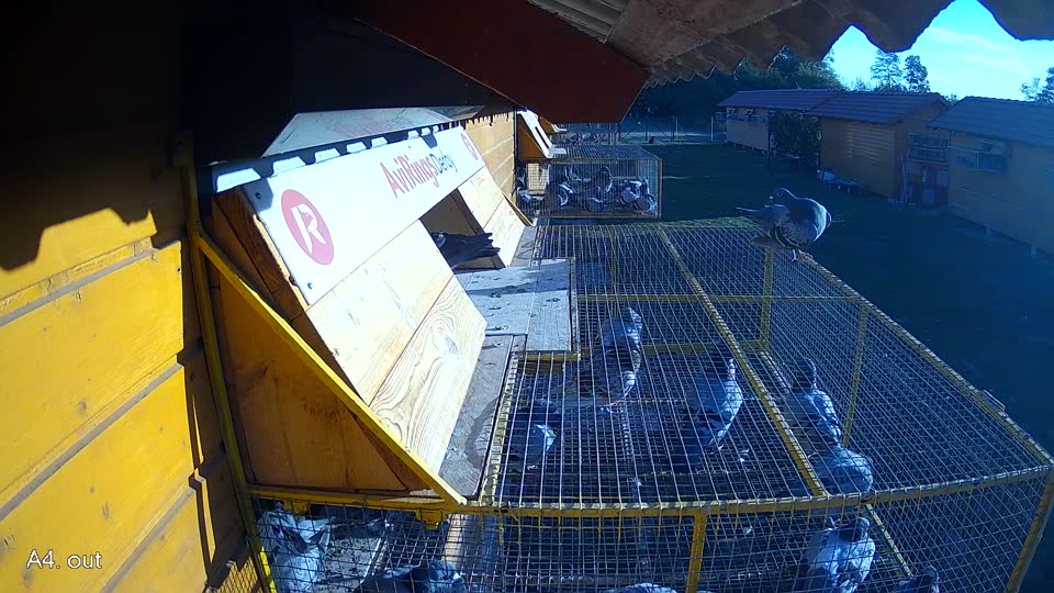 Pigeon Arrival Image For Race Final Race 1/3