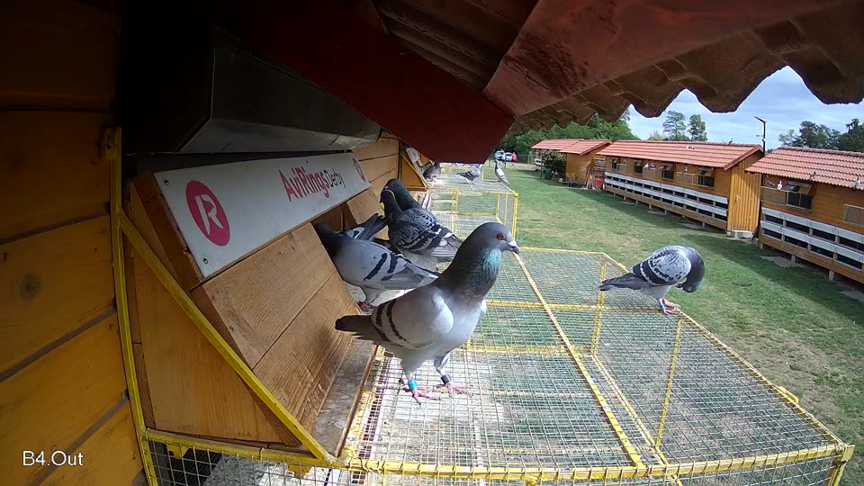 Pigeon Arrival Image For Race Race 4