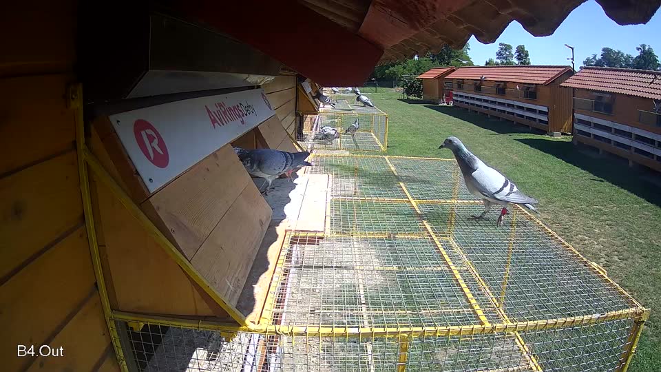 Pigeon Arrival Image For Race Race 2