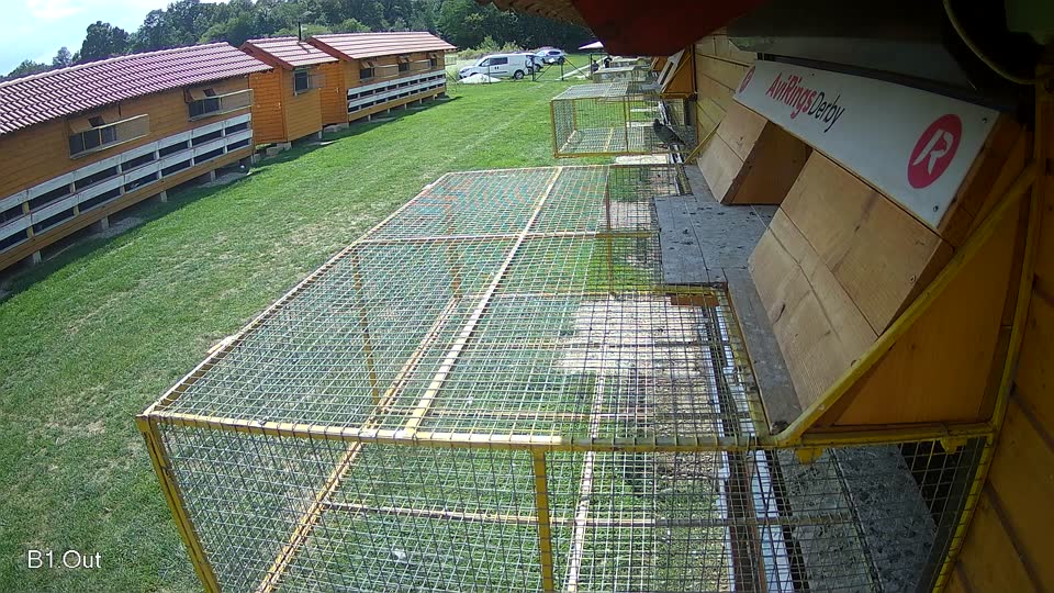 Pigeon Arrival Image For Race Race 6