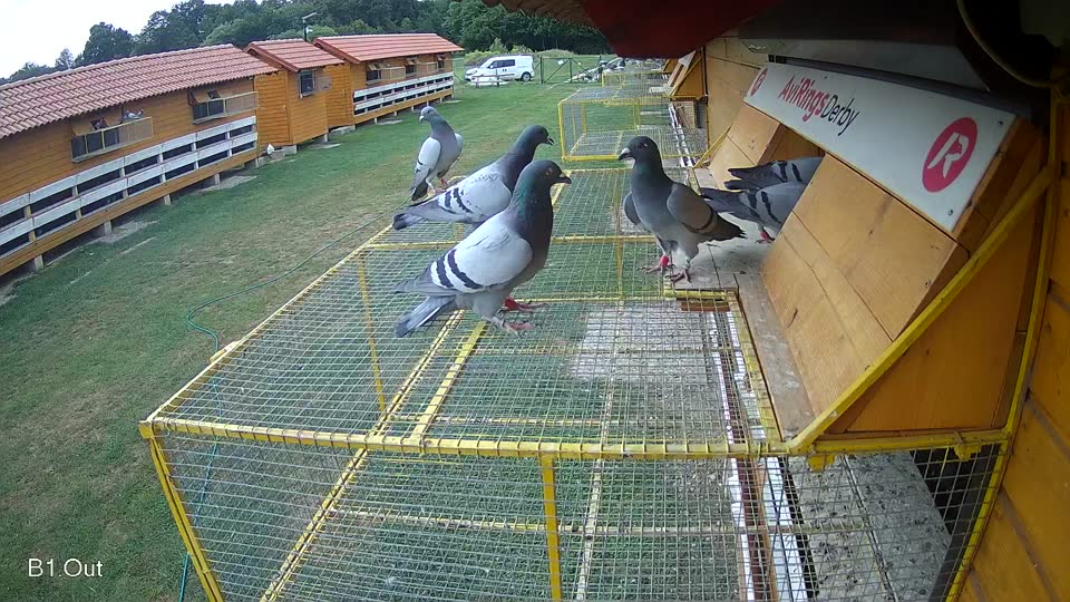 Pigeon Arrival Image For Race Race 3