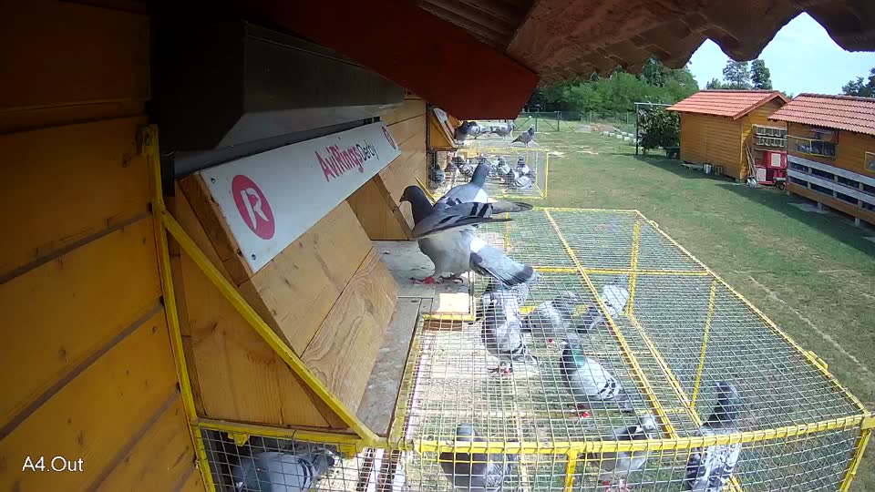 Pigeon Arrival Image For Race Race 4