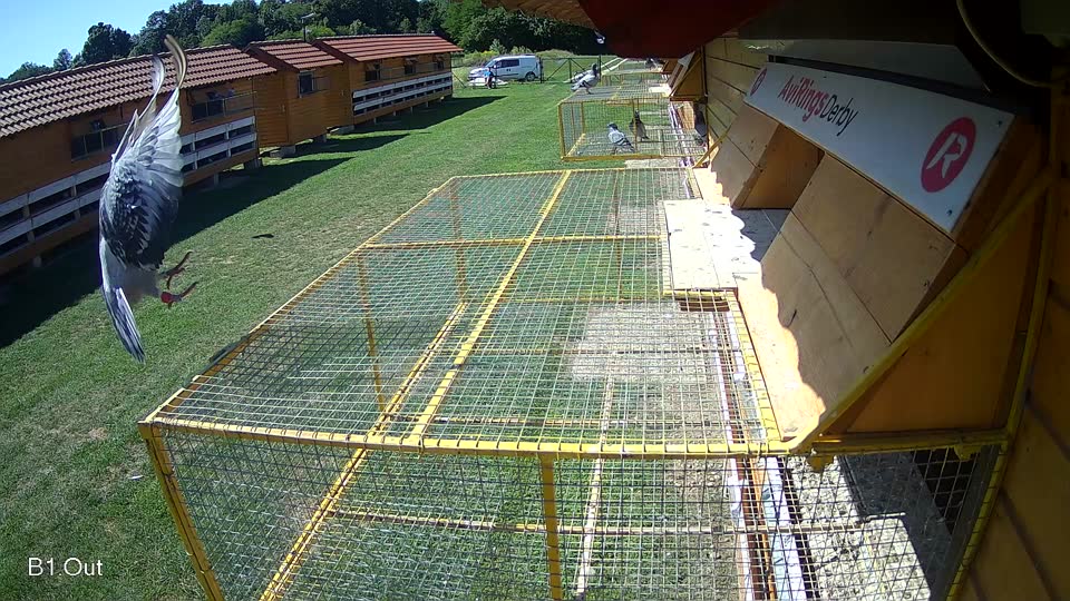 Pigeon Arrival Image For Race Race 2