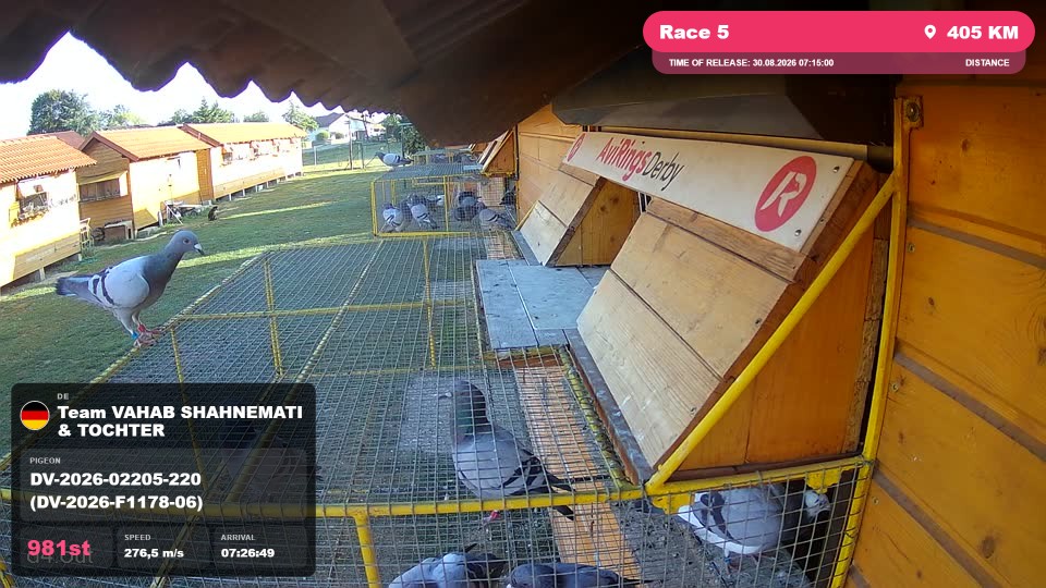 Pigeon Arrival Image For Race Race 5