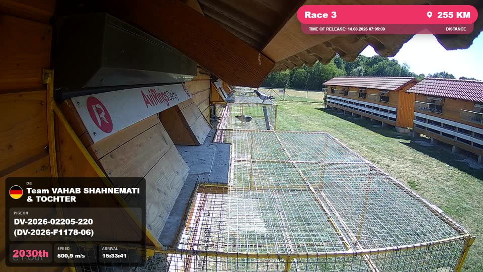 Pigeon Arrival Image For Race Race 3