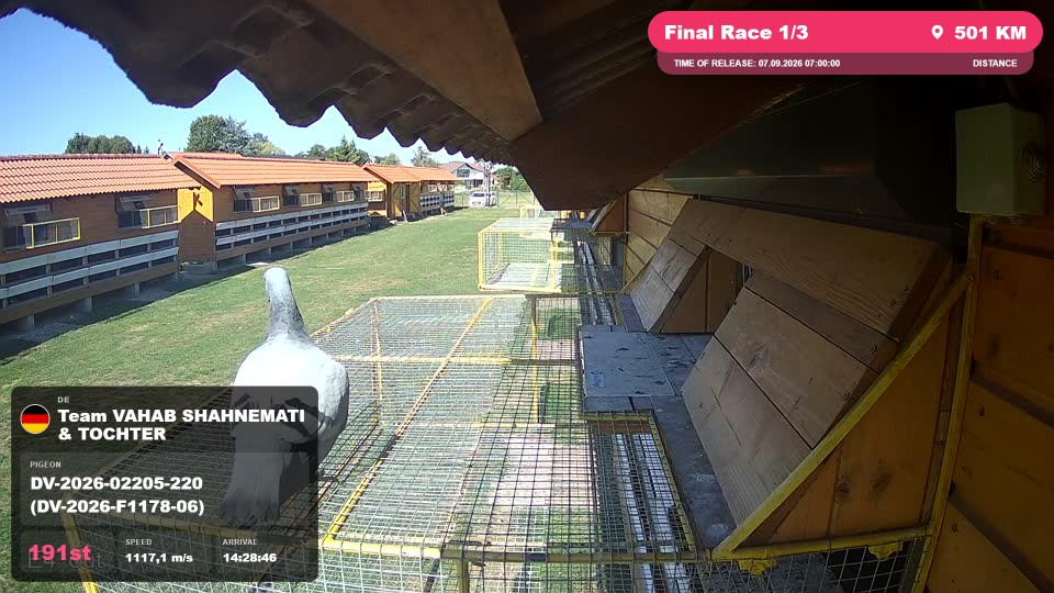 Pigeon Arrival Image For Race Final Race 1/3