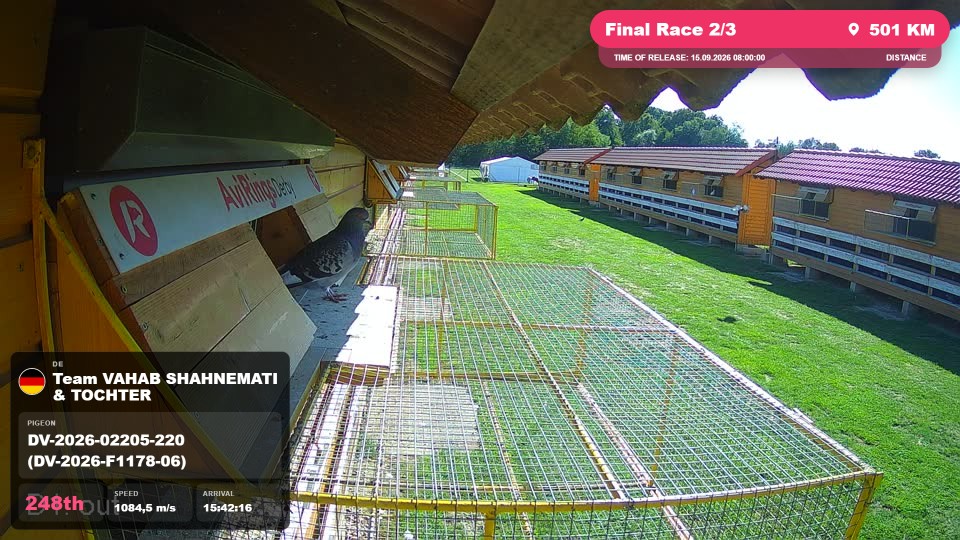 Pigeon Arrival Image For Race Final Race 2/3