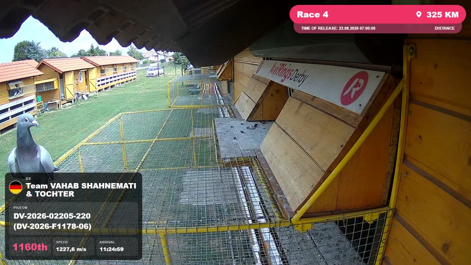 Pigeon Arrival Image For Race Race 4