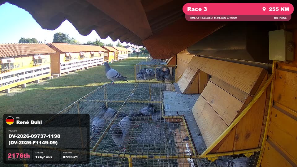 Pigeon Arrival Image For Race Race 3