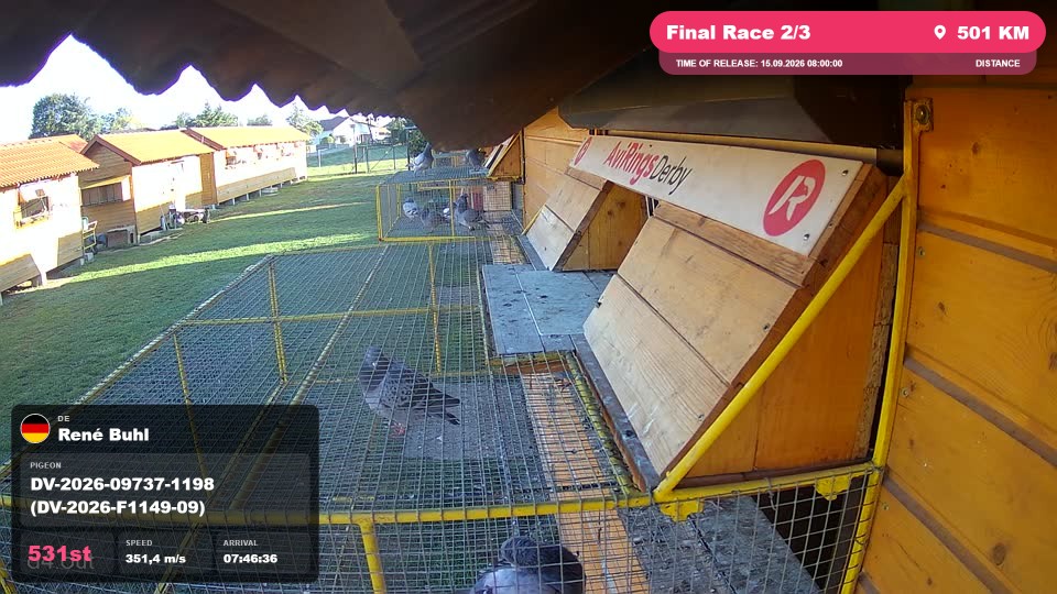 Pigeon Arrival Image For Race Final Race 2/3
