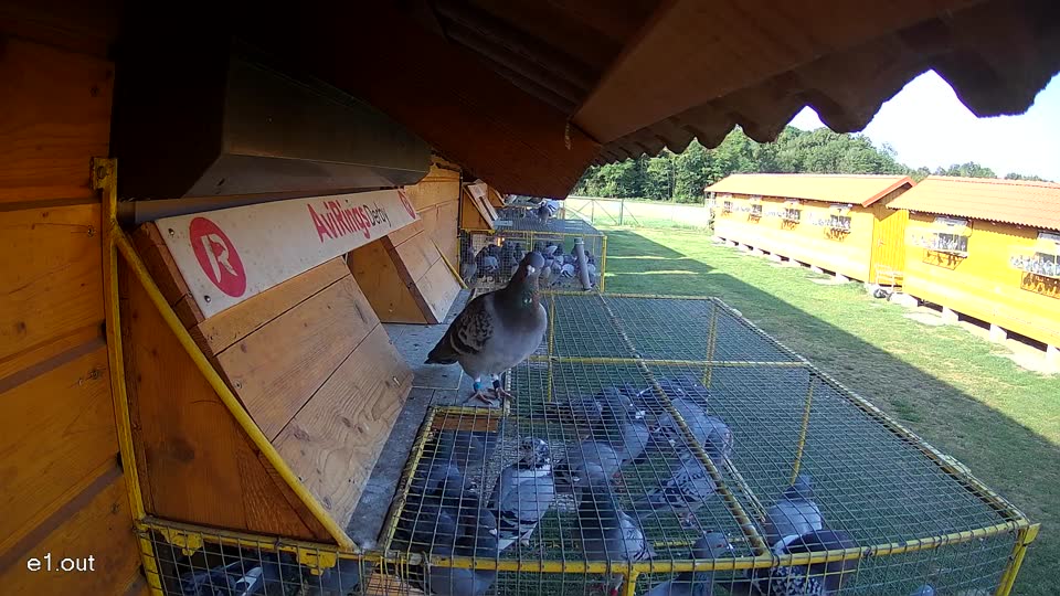 Pigeon Arrival Image For Race Race 1