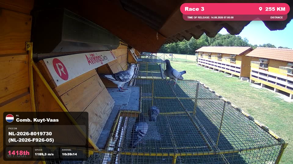 Pigeon Arrival Image For Race Race 3