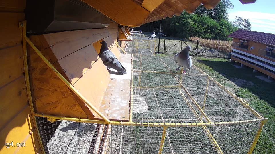 Pigeon Arrival Image For Race Race 2