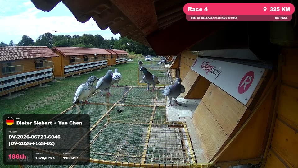 Pigeon Arrival Image For Race Race 4