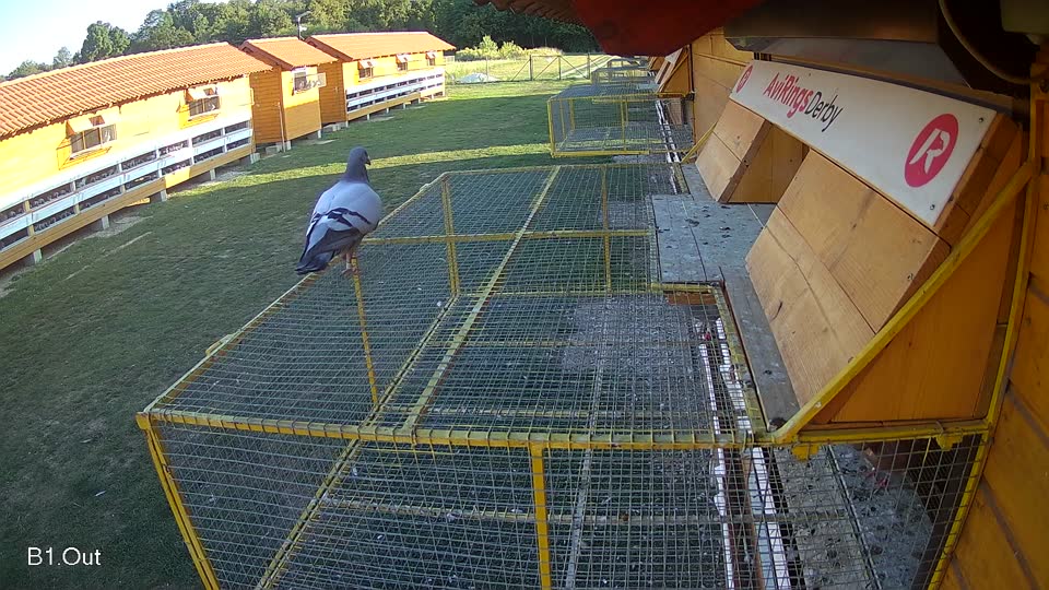 Pigeon Arrival Image For Race Race 5